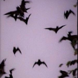 Vampire diaries mystery box✨